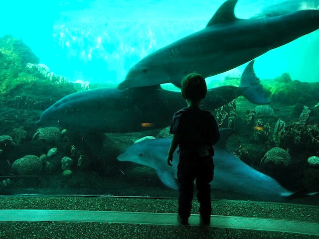 A linda foto do meu amigo Dan Berger em um dos aquários do Sea World