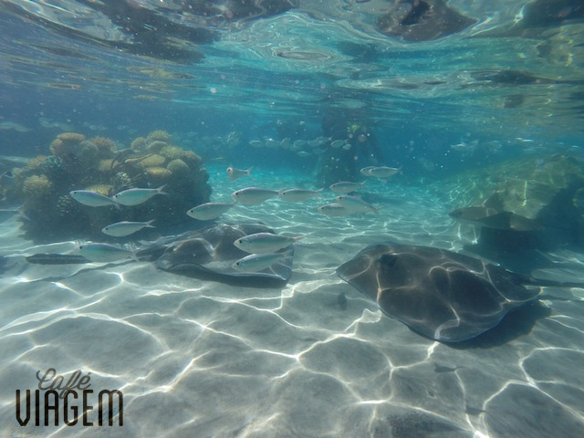 The Grand Reef - a piscina par mergulhar de snorkel