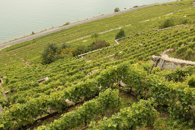 Roteiro vinhedos Lavaux Suica (4)