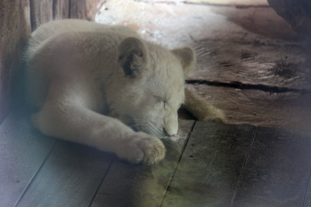A leoa branca, Clara. A estrela do Zoo