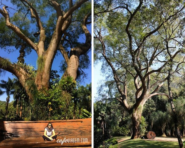 O coração e símbolo de Inhotim: a centenária árvore Tamboril