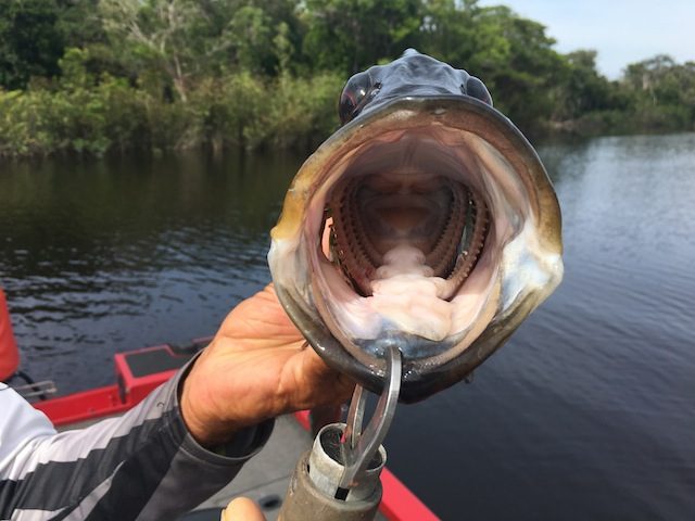 pesca-na-amazonia-rio-negro-42