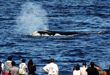 baleias no Uruguai