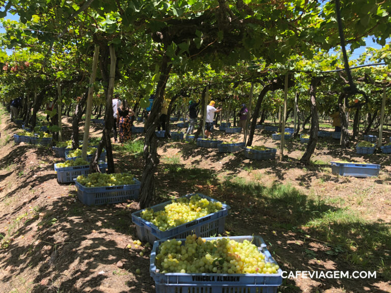 Enoturismo no Vale do Rio São Francisco: Wine Tour no sertão