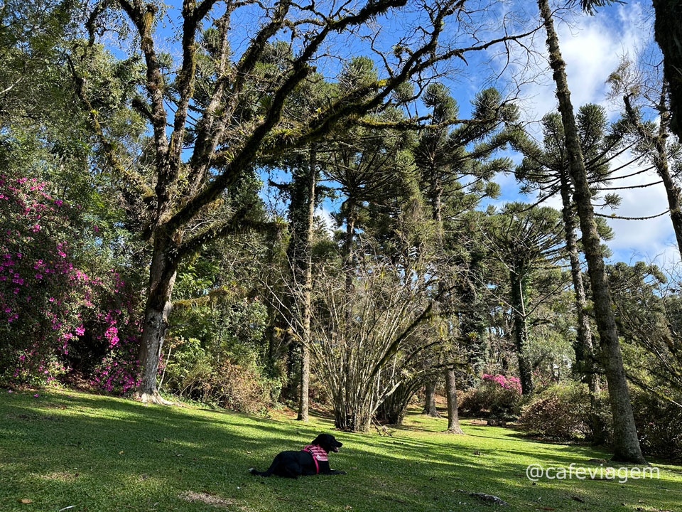 Lago Negro Gramado com cachorro