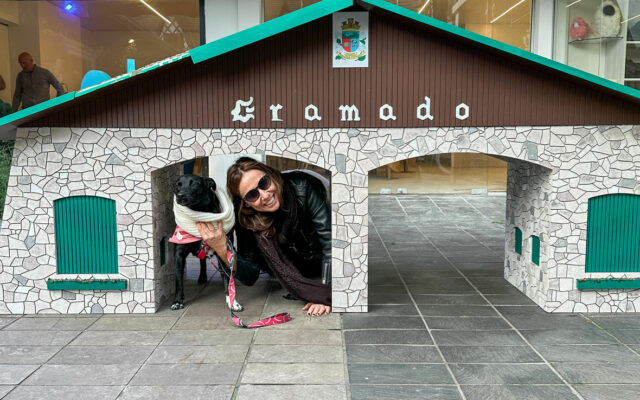 Gramado com cachorro