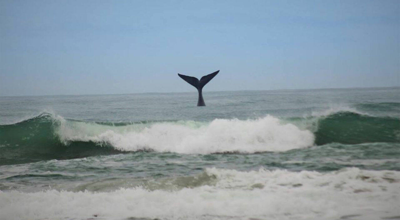 baleia franca do sul