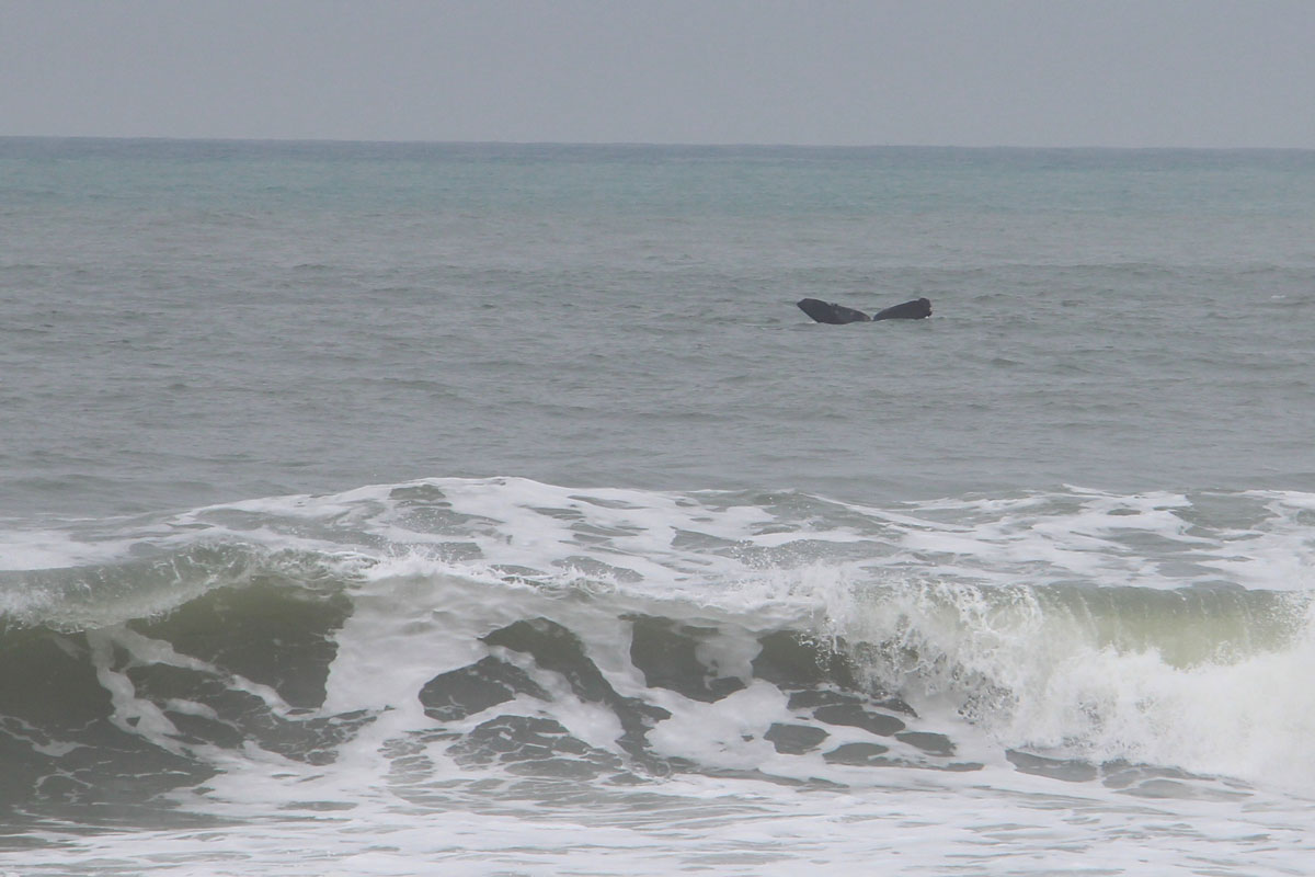 baleia franca do sul
