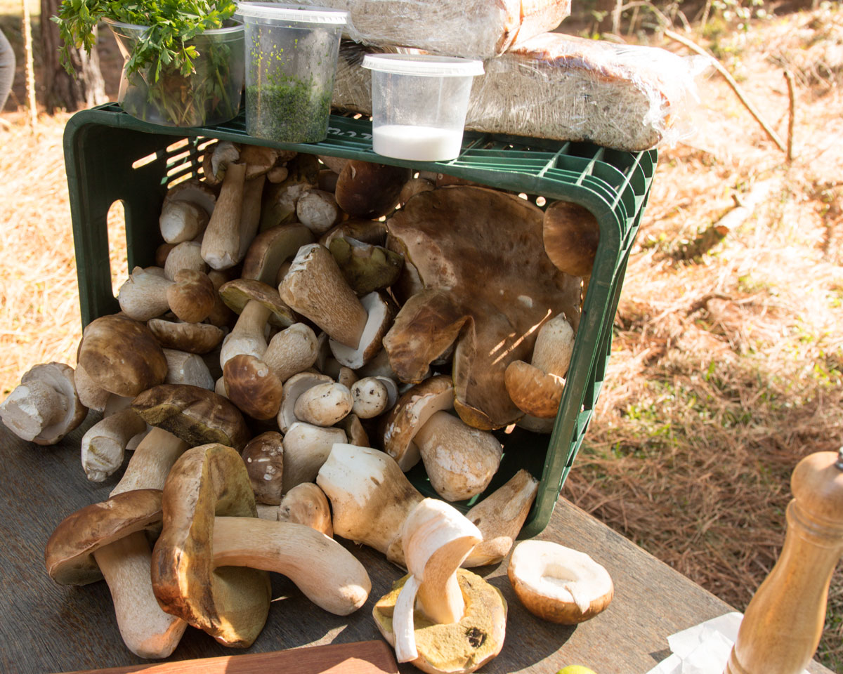 caçada de cogumelos na serra gaúcha