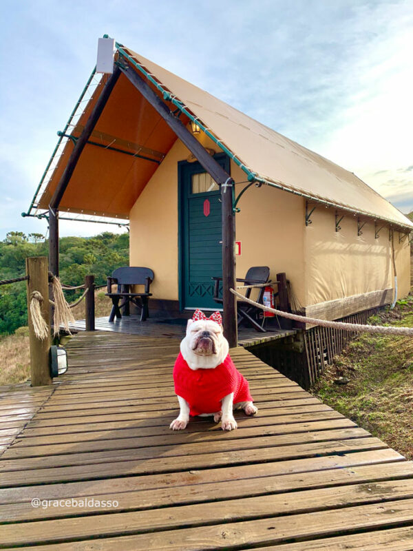 Hotéis Pet Friendly RS