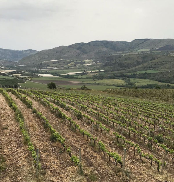 vinhos da Sicilia