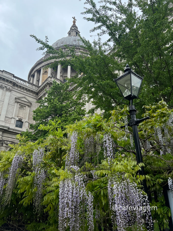 wisteria em Londres 