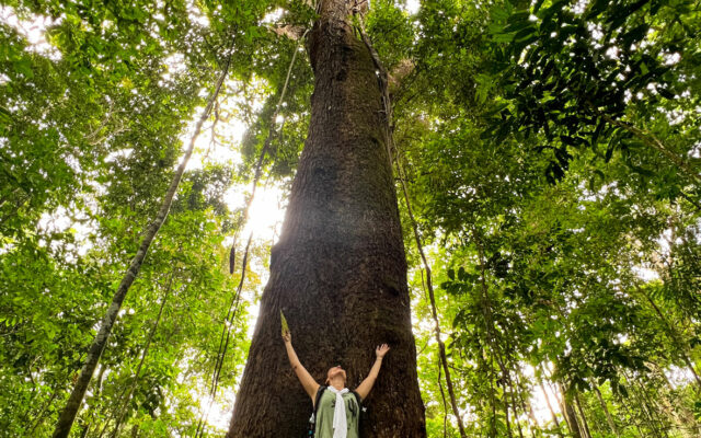 trilha da Floresta Nacional do Tapajós