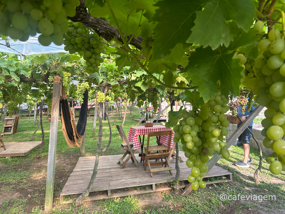 Vindima Vale dos Vinhedos